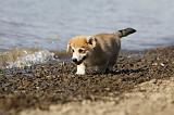 CORGI PEMBROKE 746